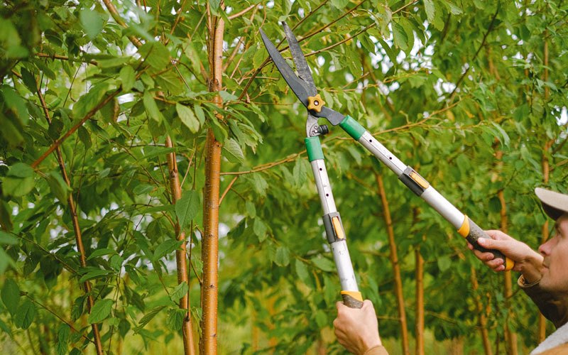 Tree trimming in Rainelle, WV
